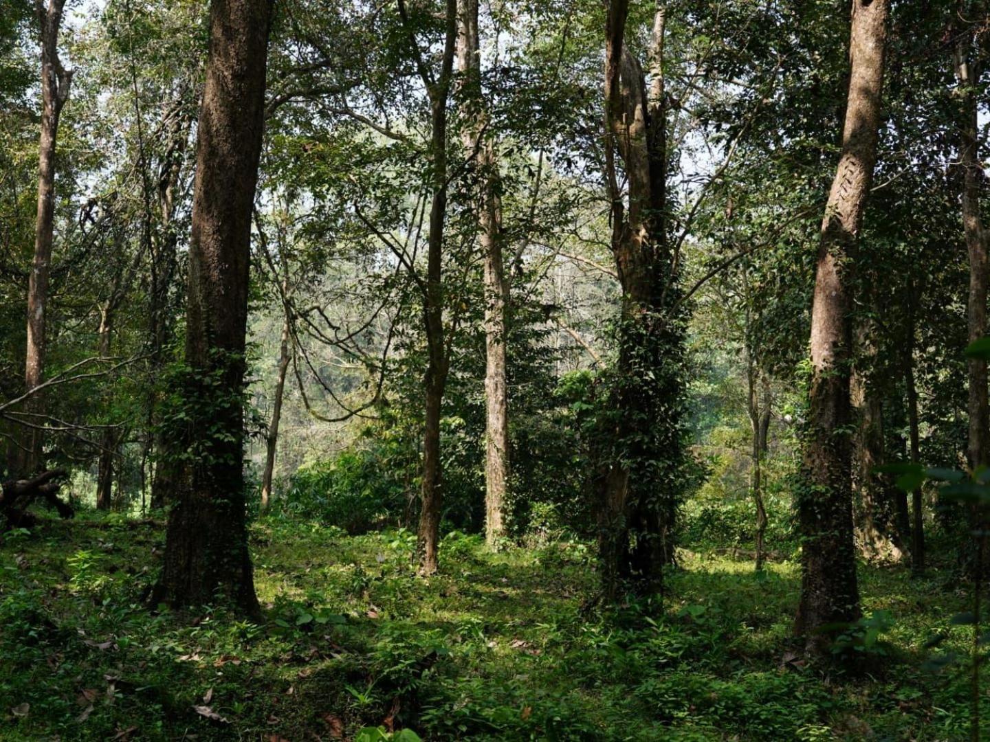 Sanjeevini Life Care Village - A Science Based Non - Invasive Holistic Wellness Destination Kochi Exteriér fotografie